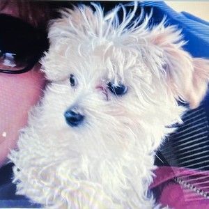 Meet your Posher, Bernie